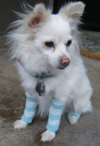 Dog leg warmers