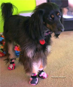 Fleece Dog Booties