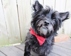 bow tie dog collar