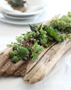 Succulent Driftwood Planter