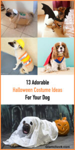 13 Adorable Halloween Costume Ideas For Your Dog