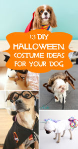 13 Cool DIY Halloween Costume Ideas for Your Dog