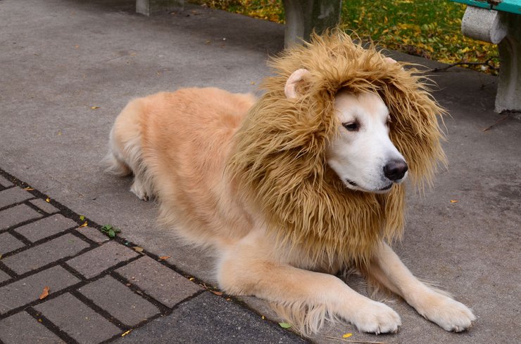 Lion Halloween Costume