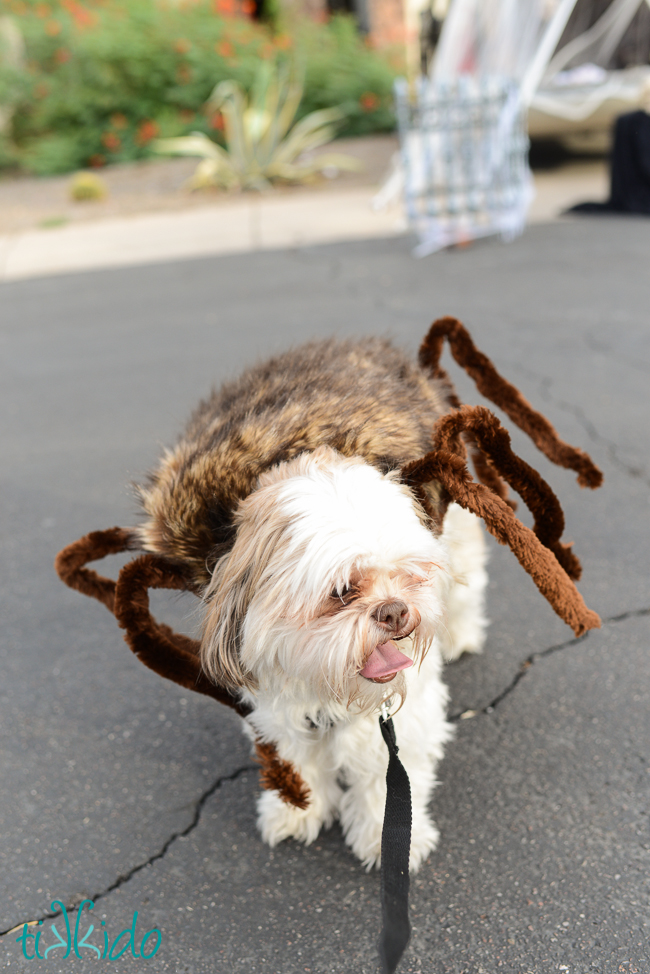 Spider Dog Halloween Costume