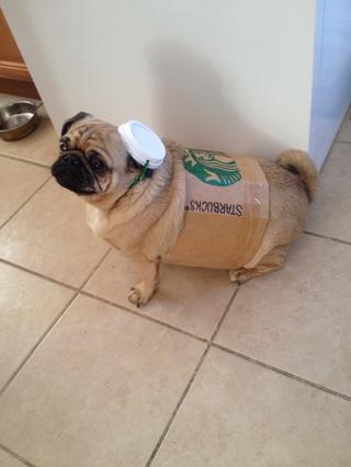 Starbucks Dog Costume