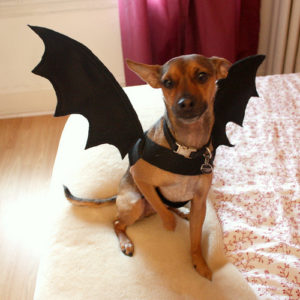 bat costume