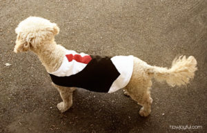 Elegant Dog Vest